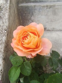 月季开花 一朵月季