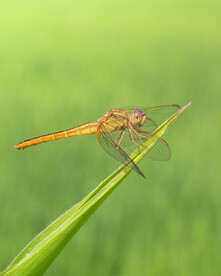 蜻蜓高清图