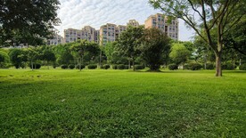 生态公园草地绿树