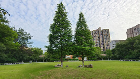 蓝天公园绿树草地