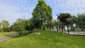 生态公园草地绿树