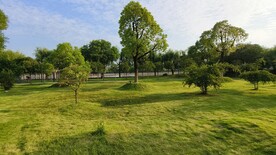 生态公园草地绿树