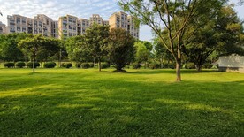 生态公园草地绿树