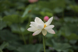 白荷花