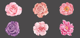 粉色红色花朵花卉鲜花