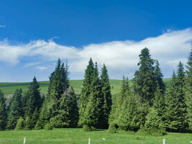 草原 森林 云层
