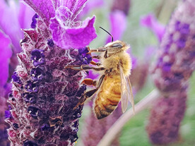 蜜蜂