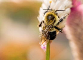 蜜蜂