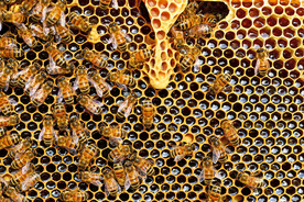 蜜蜂 蜜 蜂 采蜜 花朵 花蕊