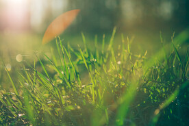 雨后草地草尖上的露水