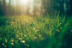 雨后草地草尖上的露水