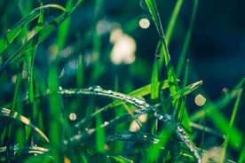 雨后草地草尖上的露水