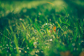 雨后草地草尖上的露水