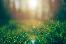 雨后草地草尖上的露水
