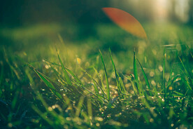 雨后草地草尖上的露水