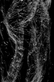 透明塑料袋纹理素材