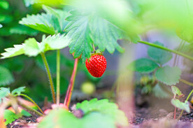 草莓