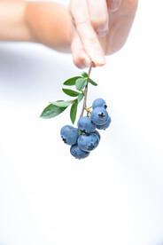 蓝莓