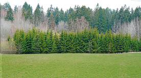 森林风光 森林 树林 树木 树