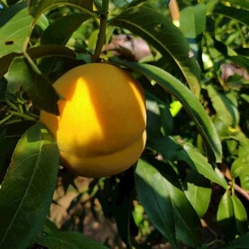 大黄桃