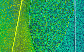 透明发光树叶插画底纹