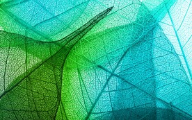 绿色透明发光树叶插画底纹