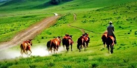 呼伦贝尔草原骏马