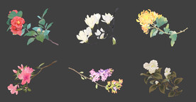 花朵花卉枝叶花草植物插画