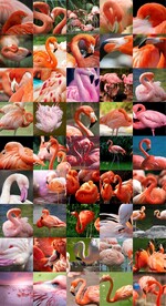 火烈鸟图片合集