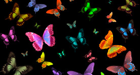 黑底平铺蝴蝶插画底纹