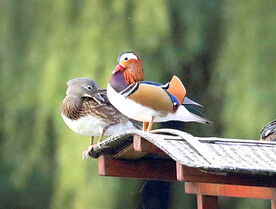 动物 飞禽 水鸟 鸳鸯 官鸭 