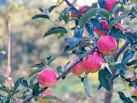 糖心大苹果栽培