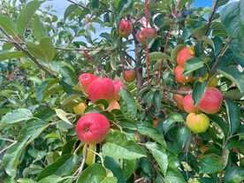 糖心大苹果成熟