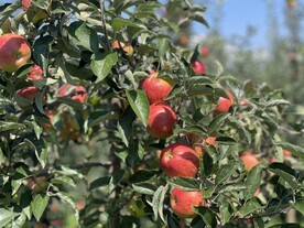 糖心大苹果栽培