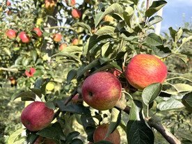 糖心大苹果成熟