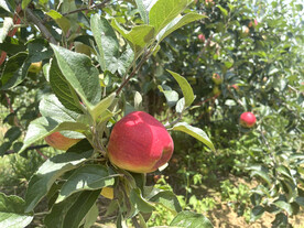 糖心大苹果成熟