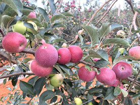 糖心大苹果成熟