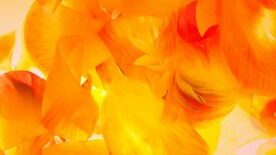 黄色花瓣特写背景