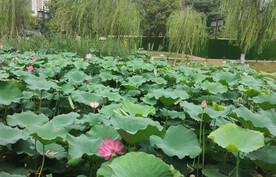 映日荷花别样红