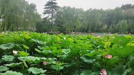 映日荷花别样红