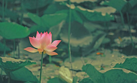 色彩处理摄影图片