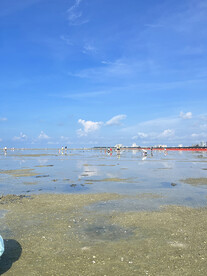 北海红树林赶海