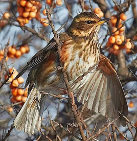 杜鹃鸟食用沙棘果
