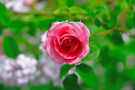 玫瑰