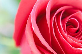 玫瑰 
