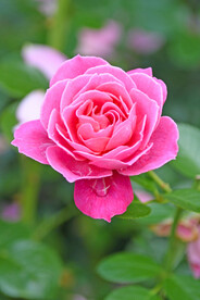 粉红玫瑰