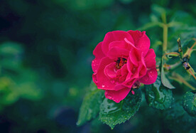 玫瑰花