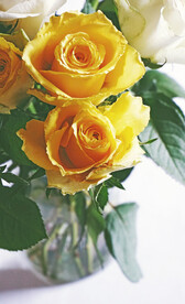 黄玫瑰