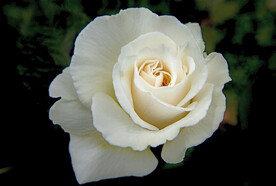 白玫瑰