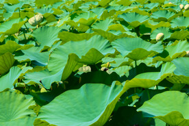 荷花荷叶
